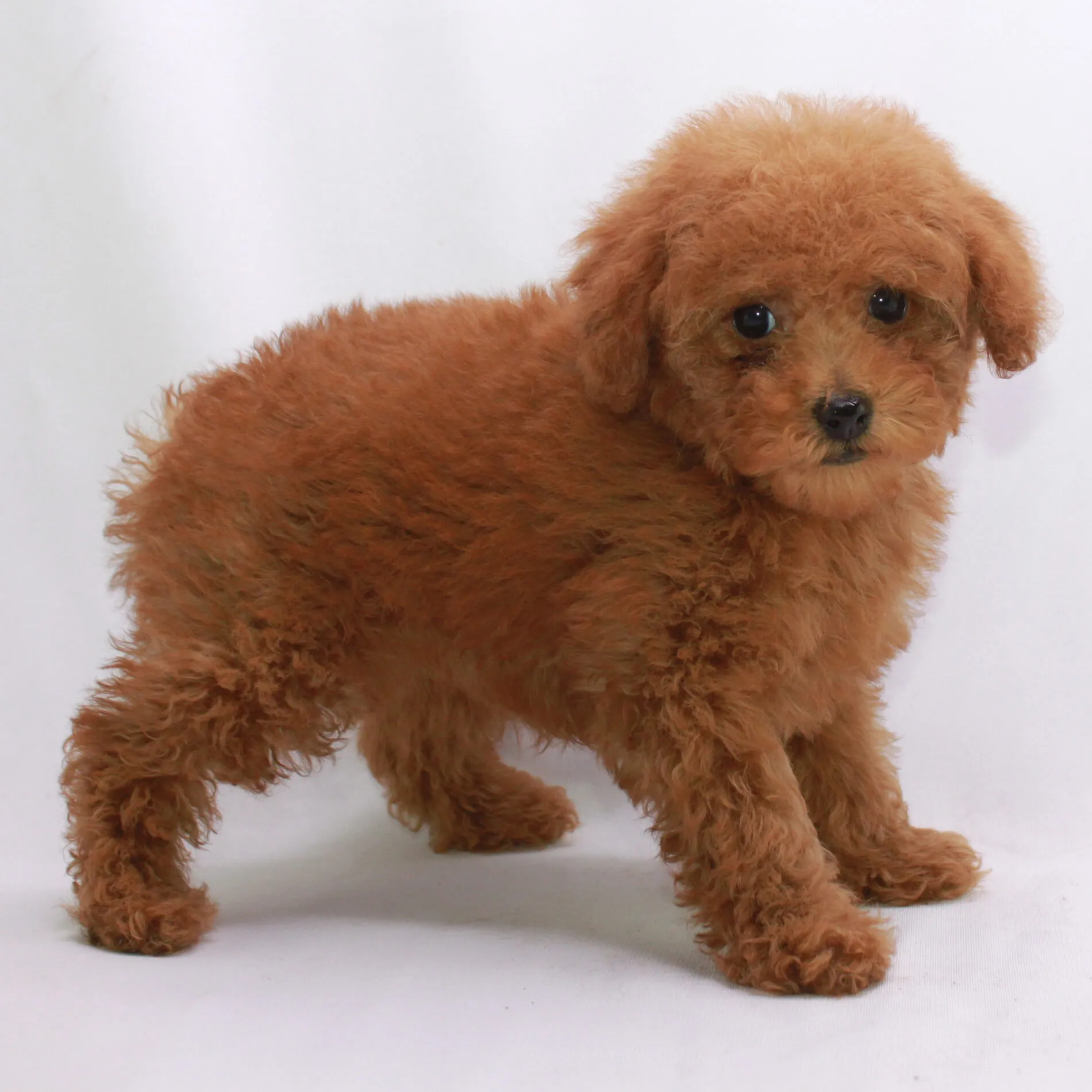 A red Poodle with a beautiful, well-groomed coat standing gracefully