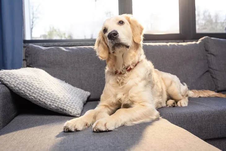 A relaxed Golden Retriever dog lying peacefully on a brown sofa indoors.