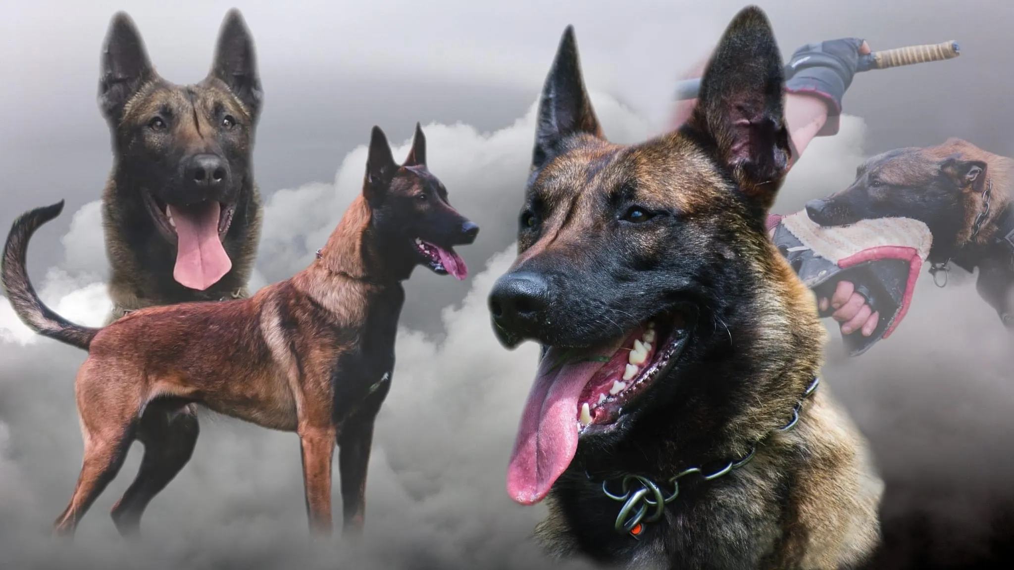 A responsible Belgian Malinois breeder interacting with puppies.