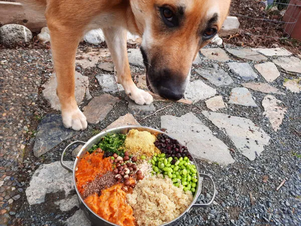A rich, cooked vegan dog food stew in a ceramic bowl, ready to be portioned for meals.