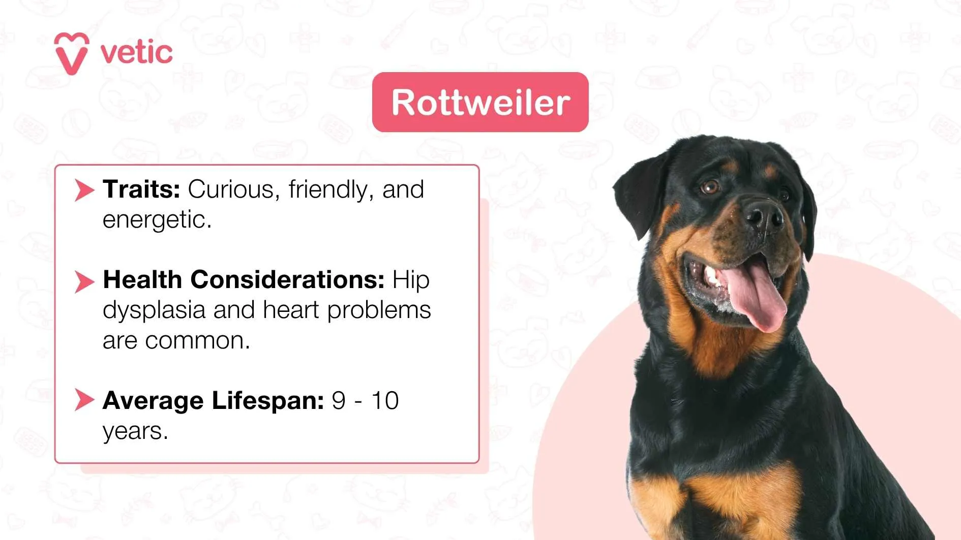 A Rottweiler adult sitting with their tongue out.