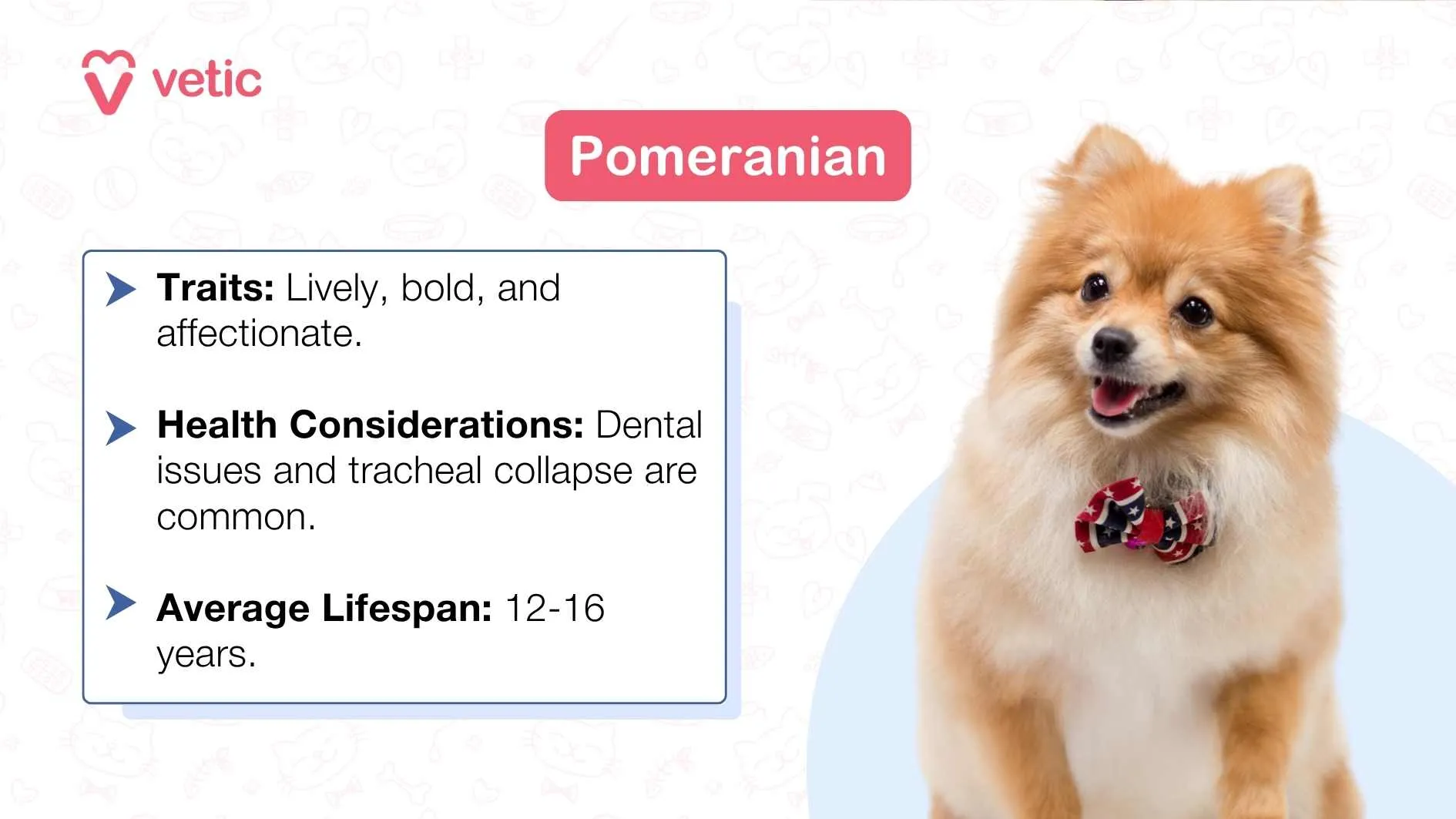 A Rottweiler dog sitting down with its front paws extended forward (incorrect image, should be Pomeranian).