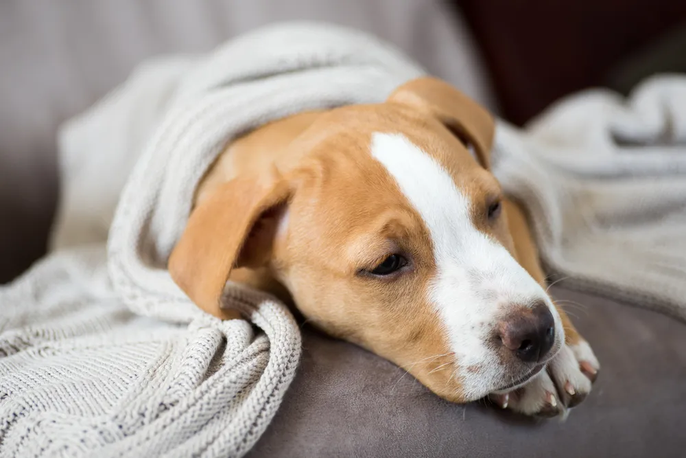 A sad-looking dog lying on a blanket, possibly feeling unwell due to stomach issues