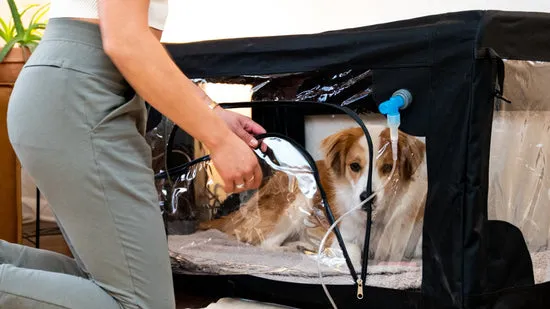 A senior dog rests comfortably inside an oxygen chamber, receiving vital care.