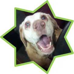 A serene senior dog with a wise expression, embodying a "sugar face" dog