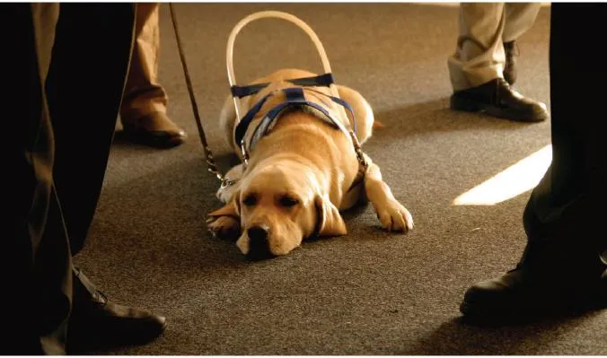 A service dog accompanying a student in an academic setting.