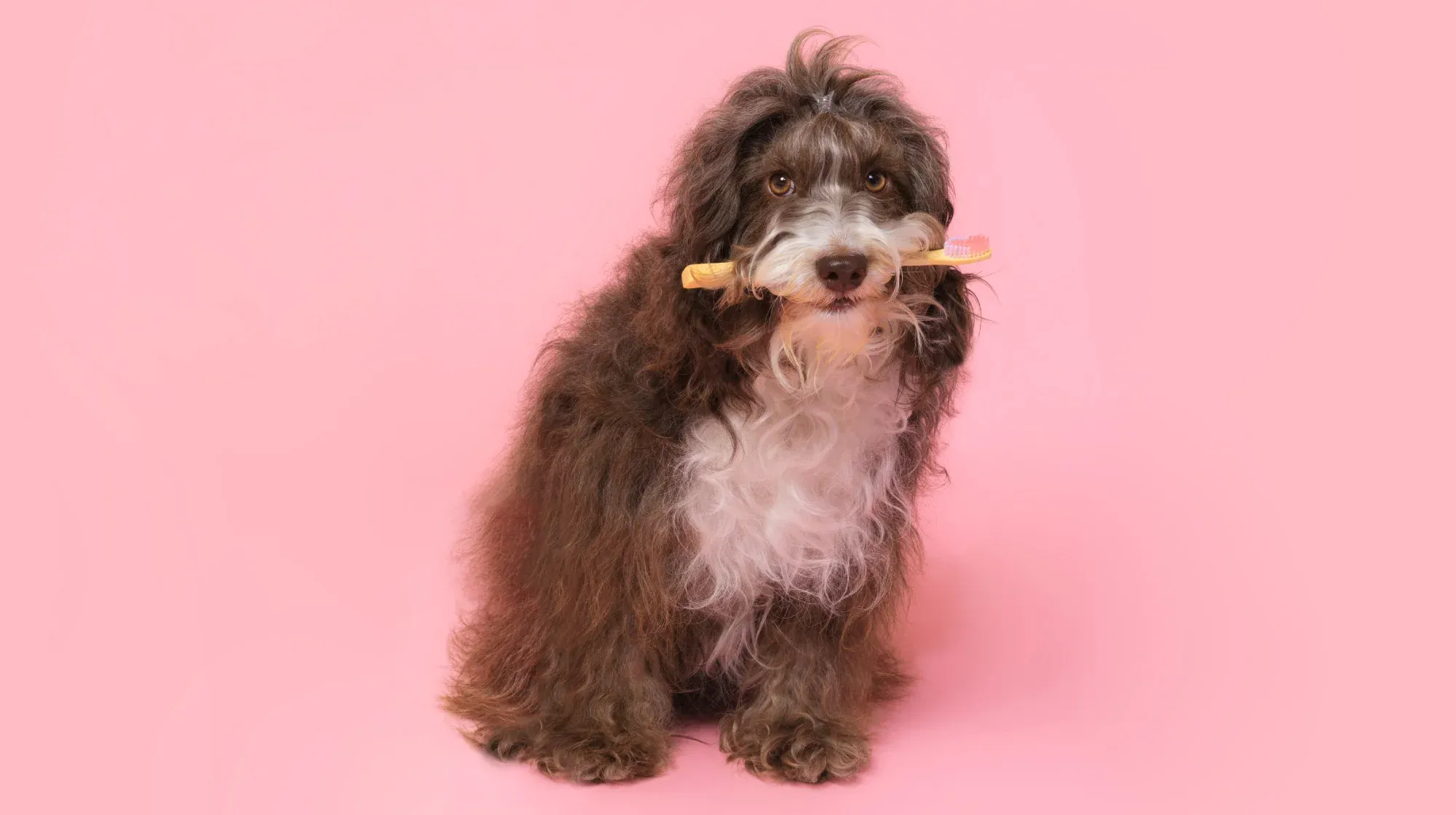 A shaggy dog holding a toothbrush in its mouth.