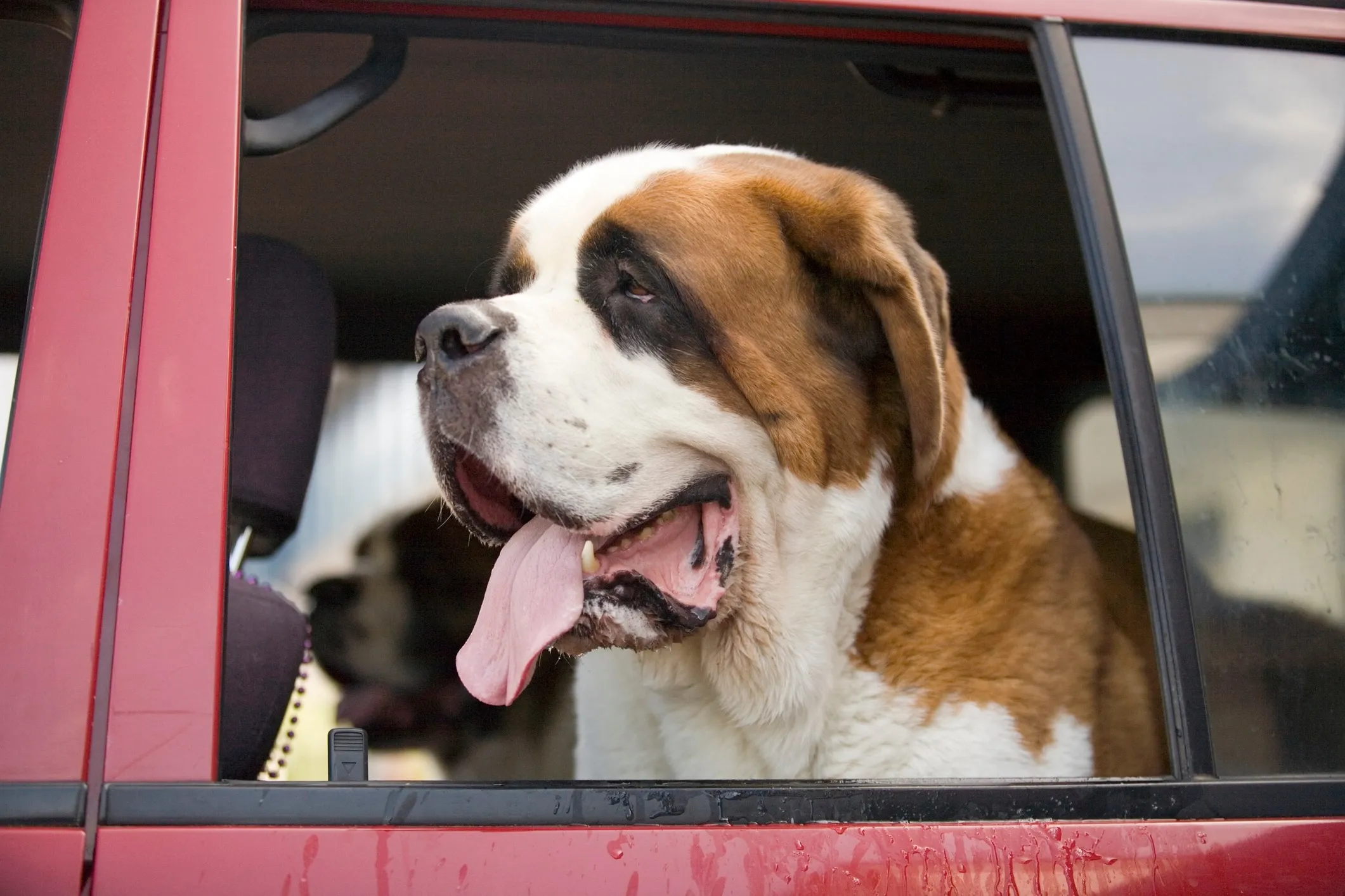 A short-haired Saint Bernard is sitting calmly in the backseat of a car, looking out the window