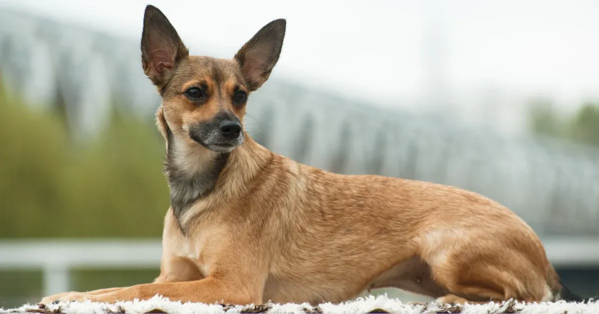 A short haired smooth brown coated dog with large pointy ears.