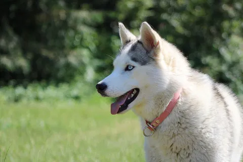 A Siberian Husky with blue eyes