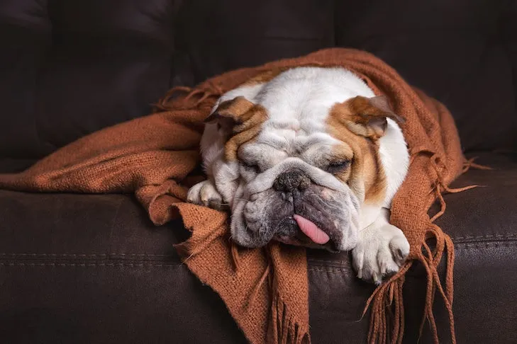 A sick bulldog with its tongue out, indicating discomfort or nausea.