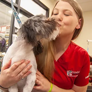 A skilled groomer is meticulously grooming a dog's coat, ensuring a tidy and well-maintained appearance.