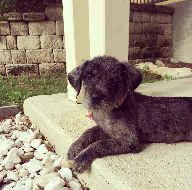 A small, adorable puppy with expressive eyes, likely a Schnoxie breed mix, sitting on a soft surface