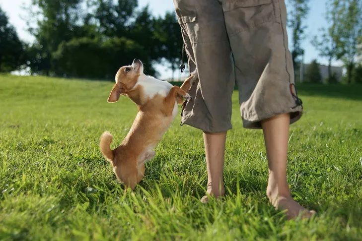 A small dog jumping up to greet a person