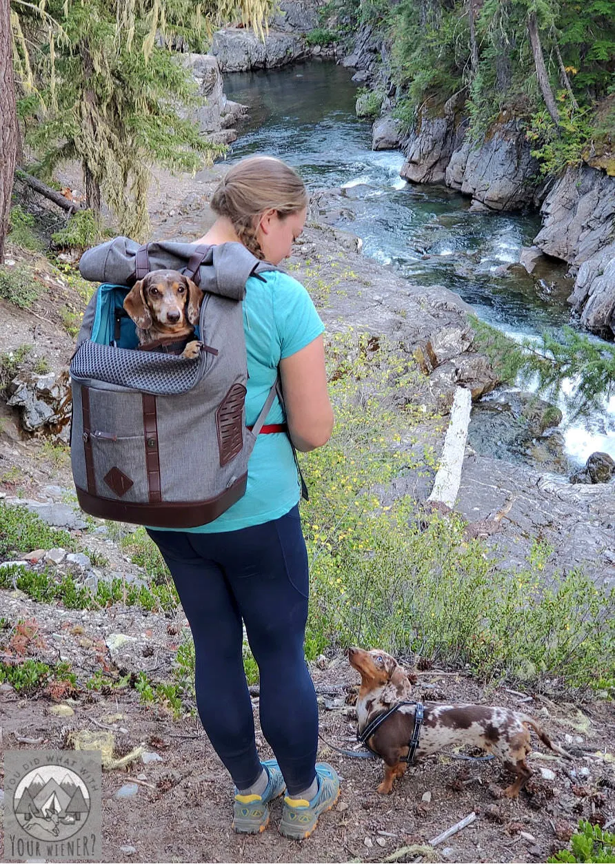 A small dog peeking out of a Kurgo K9 Rucksack dog carrier backpack.