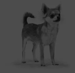 A small dog, possibly with a sensitive digestion, looking alert and well-cared for