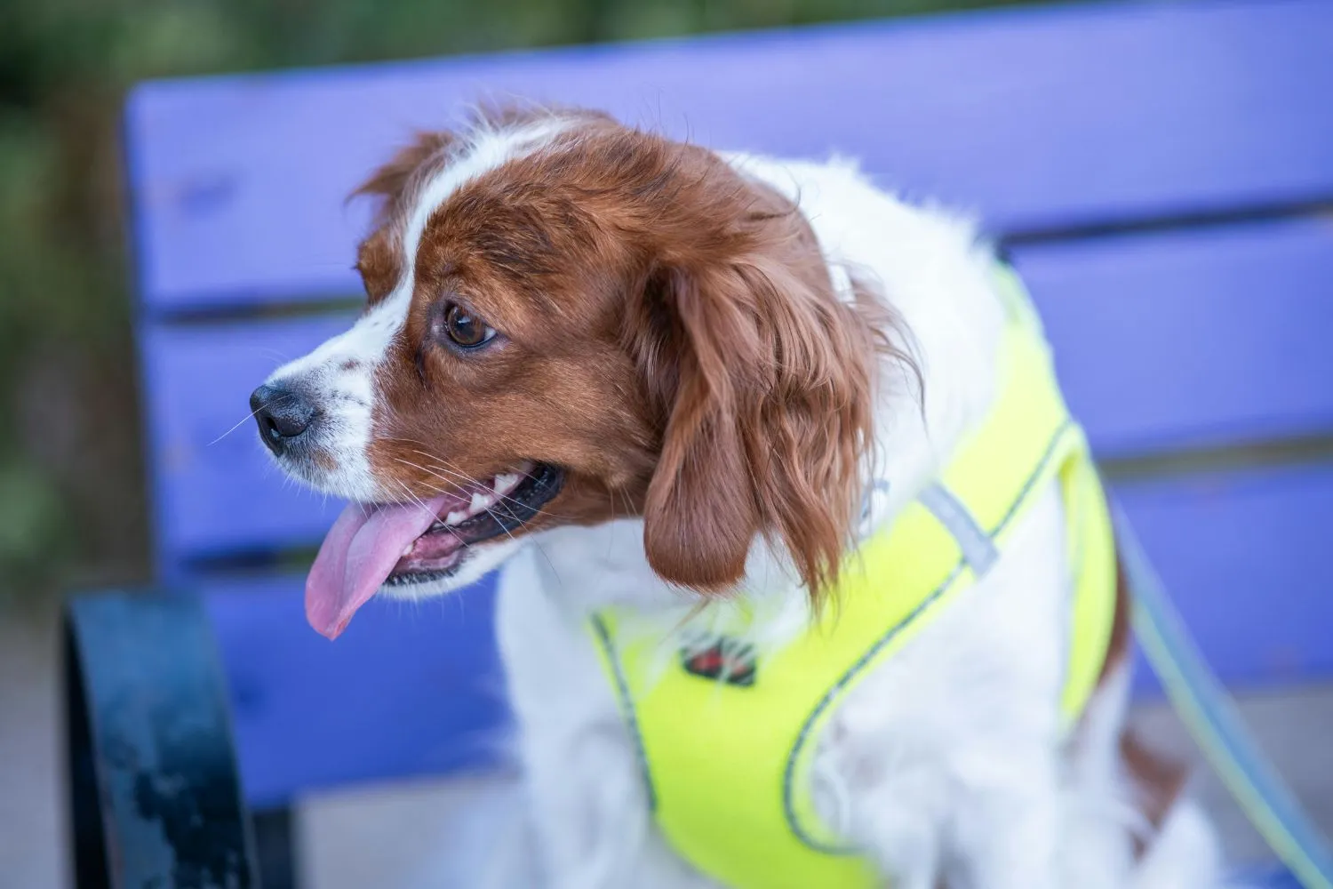 A small dog wearing a service dog vest, looking happy and well-behaved.