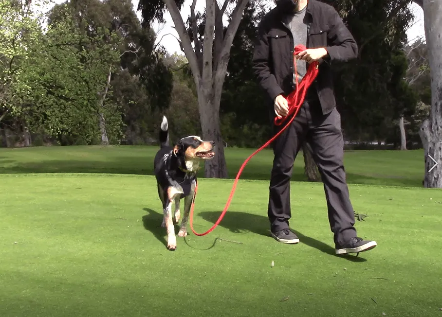 A small dog with alert ears looking intently at its owner, likely anticipating a treat or command during a training session.