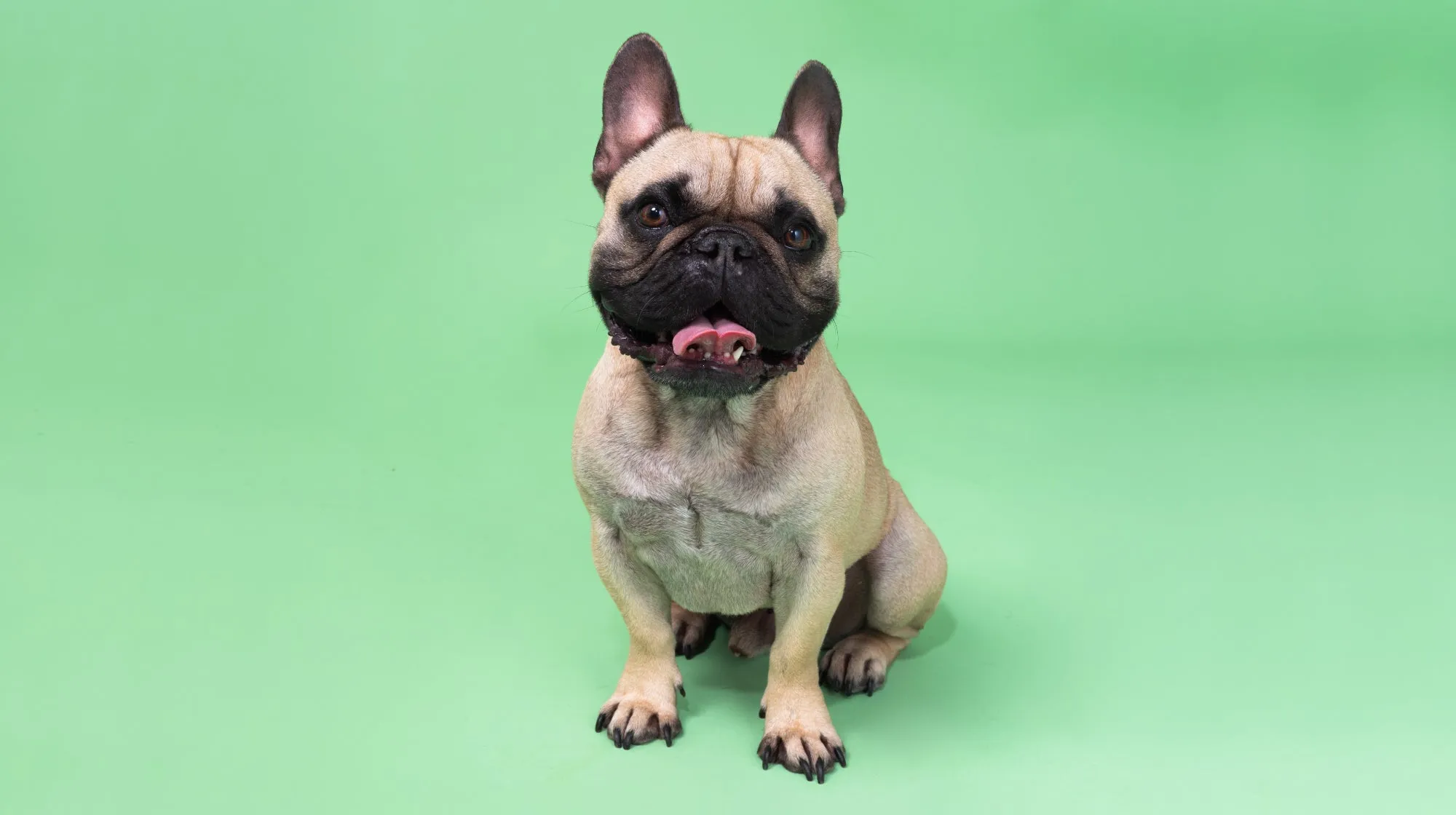 A small French Bulldog with a thoughtful expression sitting on a green background.