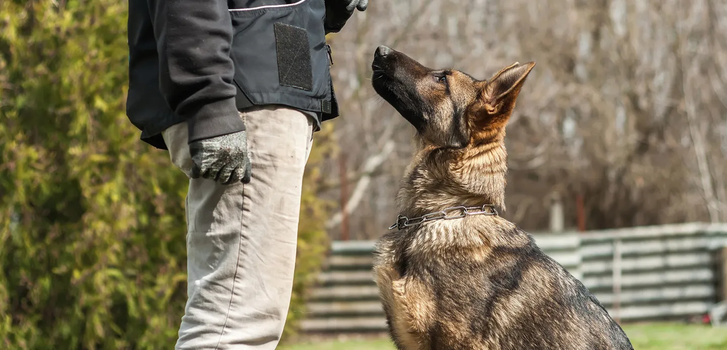 A small, well-behaved dog demonstrating basic obedience commands in a training setting