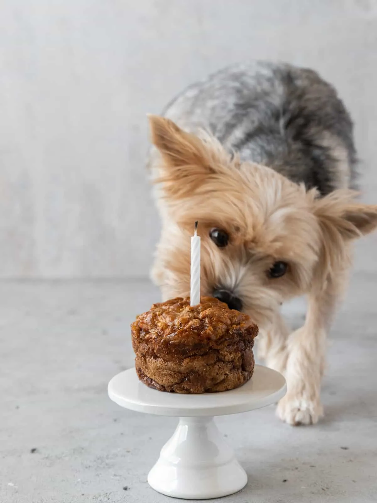 A small yorkie dog eagerly sniffs a homemade dog birthday cake with a lit candle.