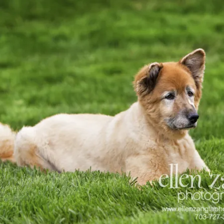 A striking portrait of Toby, a German Shepherd Chow mix, with a band-aid on his nose, looking alert and majestic