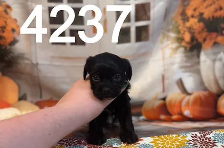 A sweet Morkipoo puppy with soft, curly fur, looking inquisitive.
