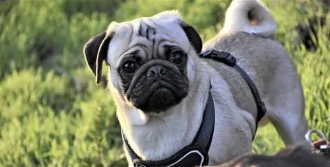 A tan Pug with a wrinkled face