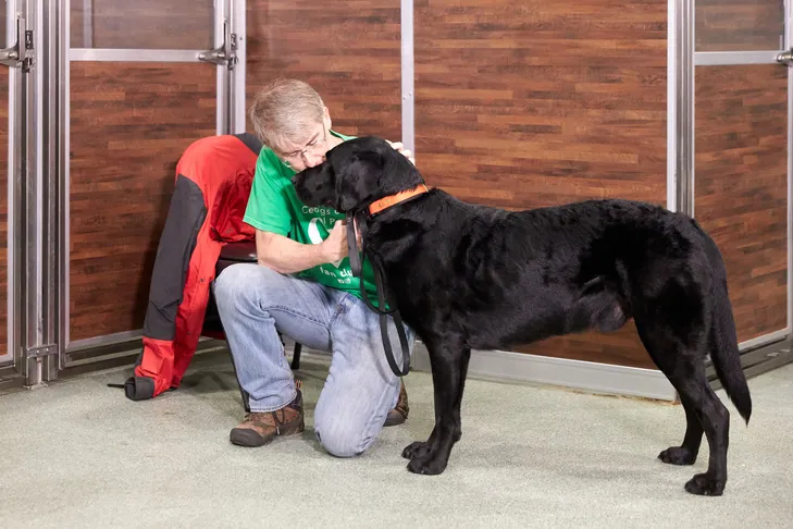 A therapy dog undergoing testing with its handler and an evaluator