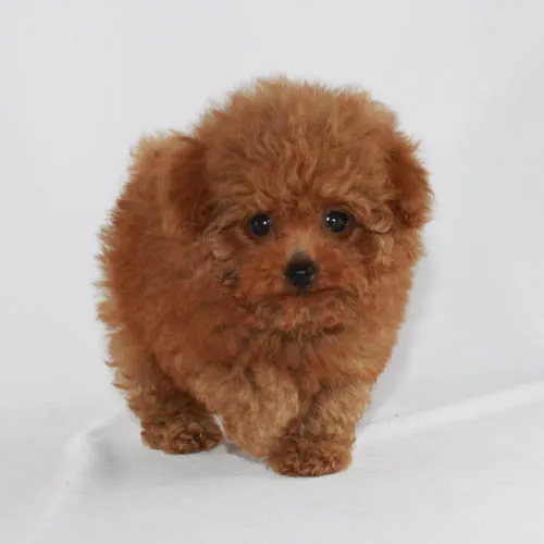 A tiny red Teacup Poodle puppy with a sweet expression
