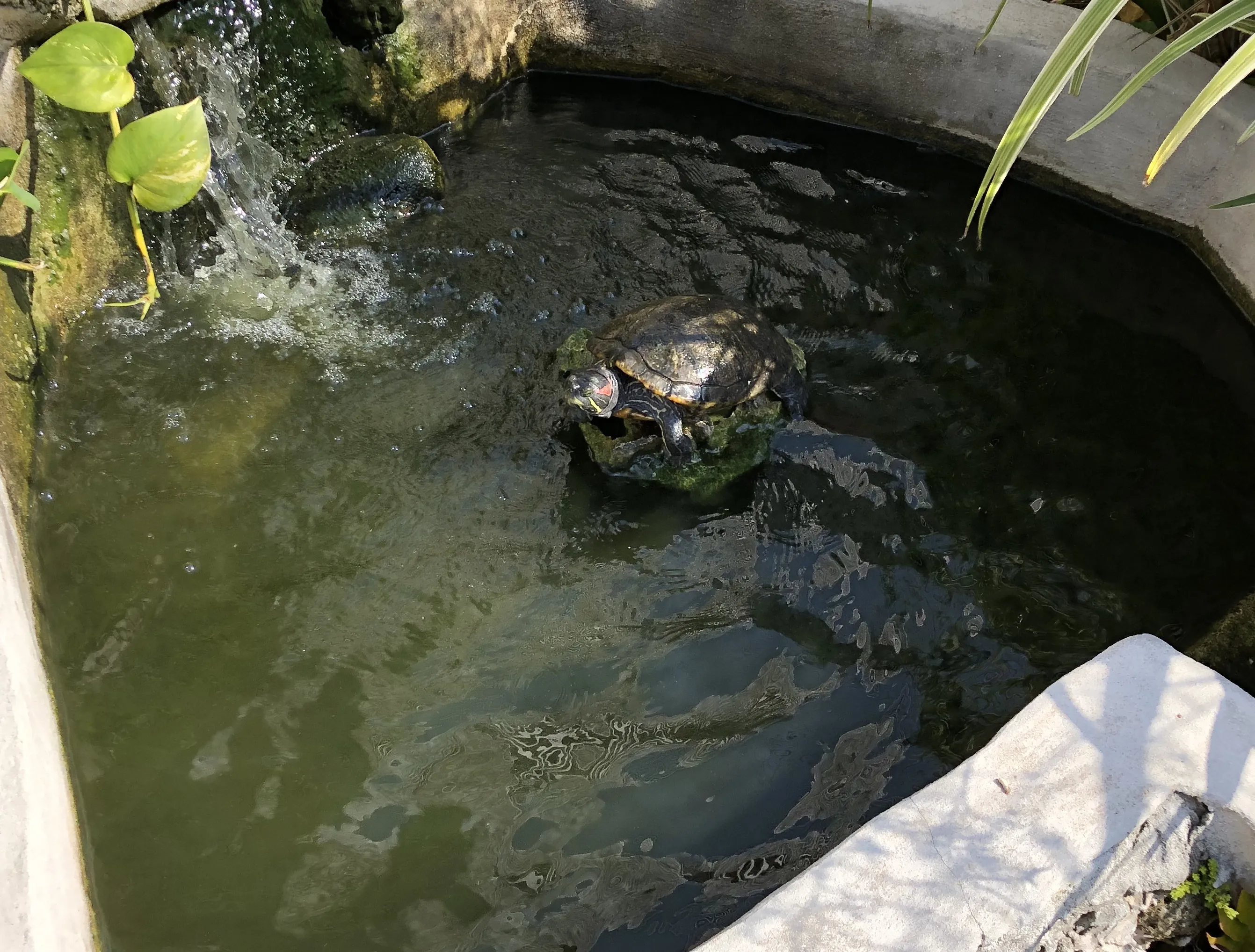 A turtle is faster than the Tazzari Zero. Probably.
