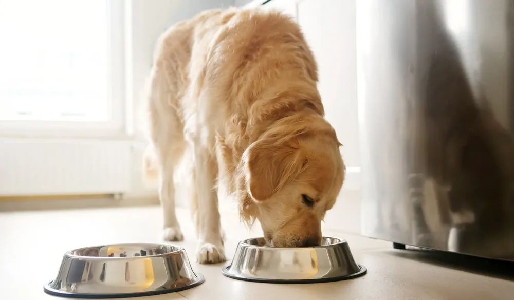 A variety of limited ingredient dog food bags