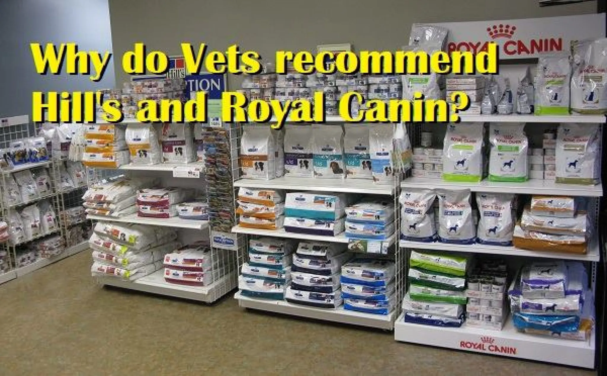 A vet examining a dog during a check-up.