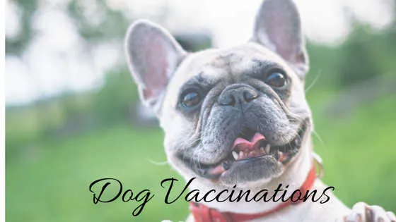 A veterinarian administers a vaccination to a dog, emphasizing the importance of affordable preventative care.