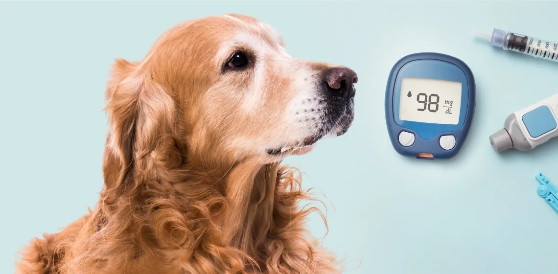 A veterinarian discussing dietary options with a dog owner, emphasizing vet-approved homemade dog food for managing diabetes.