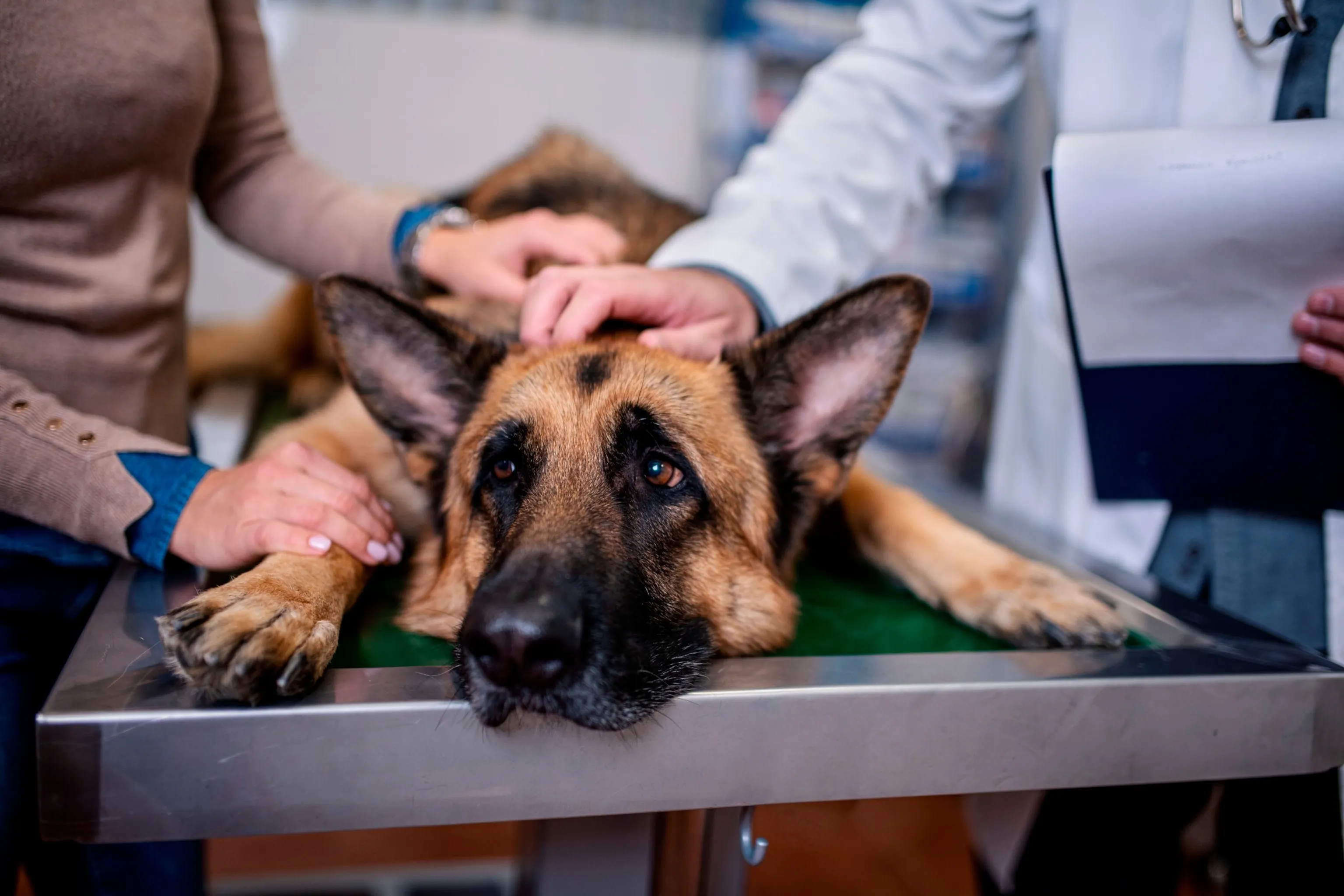 A veterinarian examining a German Shepherd dog.