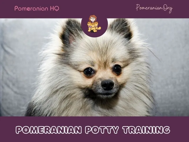 A vibrant Pomeranian standing outdoors in a grassy area, illustrating successful outdoor training.