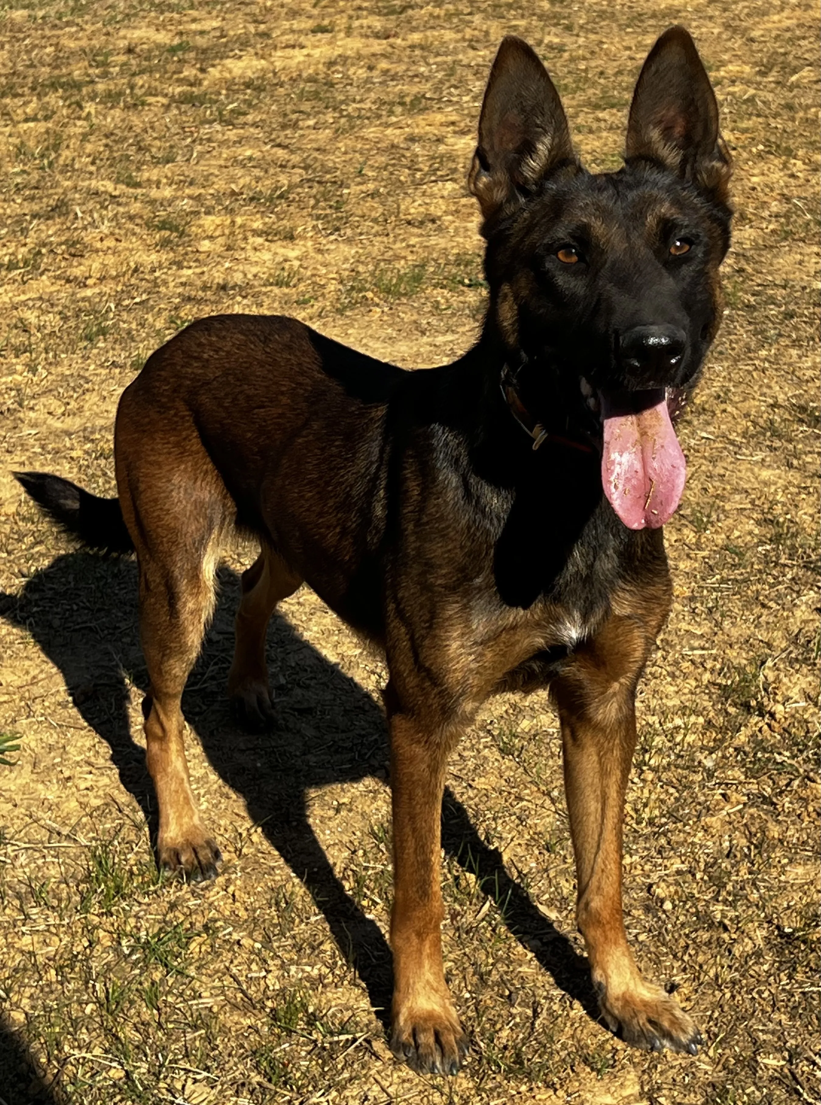 A vigilant Belgian Malinois standing guard.