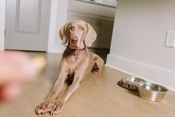 A Weimaraner dog laying down on command, looking at a treat at home