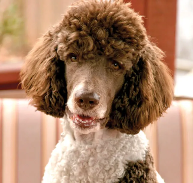 A well-groomed Standard Poodle walking on a leash