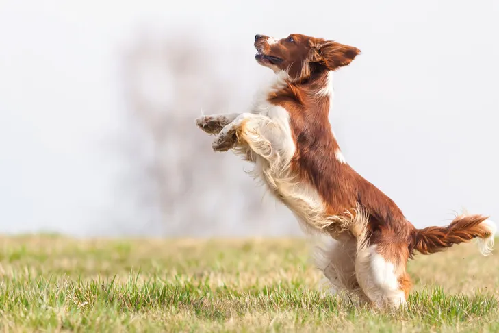 A Welsh Springer Spaniel is shown jumping up outdoors.