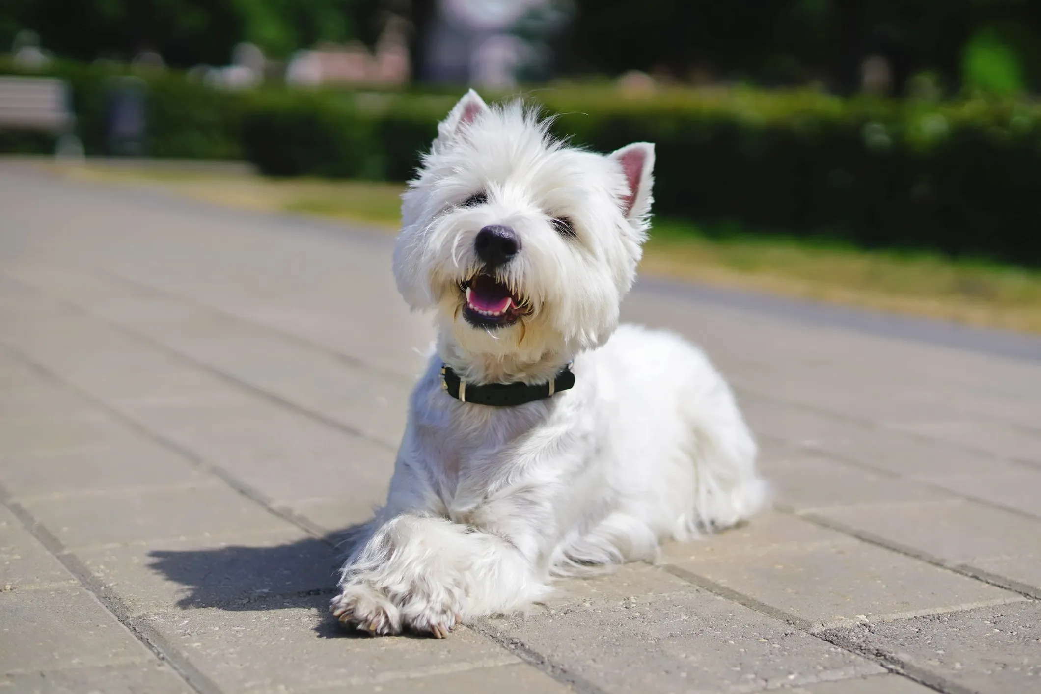 A West Highland White Terrier, also known as a Westie, lying calmly on a paved pathway outdoors.