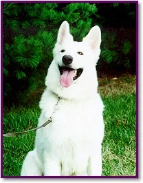 A white German Shepherd puppy looking curiously