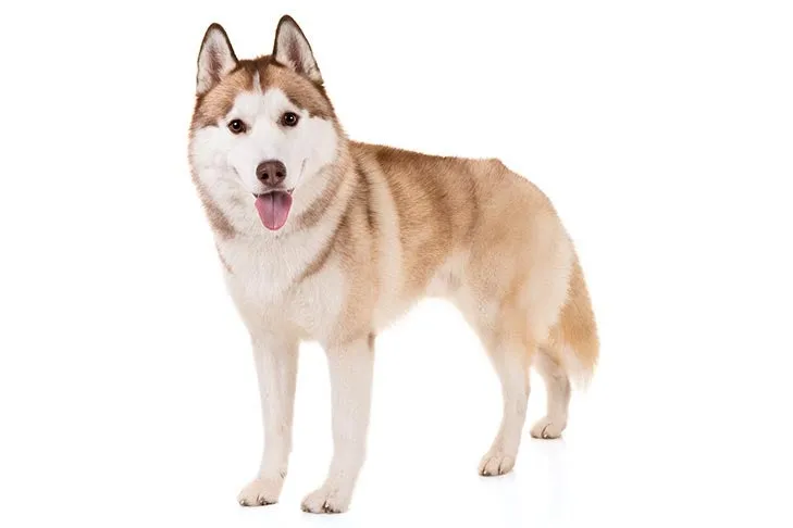 A white Siberian Husky with striking blue eyes