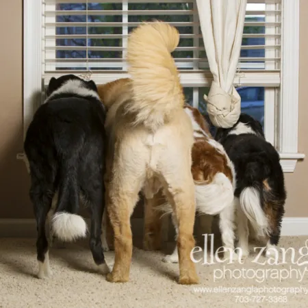 A wonderful group photo capturing the essence of the canine family: Marshall (Border Collie mix), Toby (German Shepherd Chow mix), and the two King Cavaliers, Dude and Bogey, together in their yard