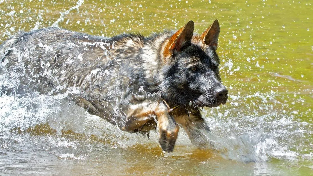 A working line German Shepherd dog confidently swimming in water during training