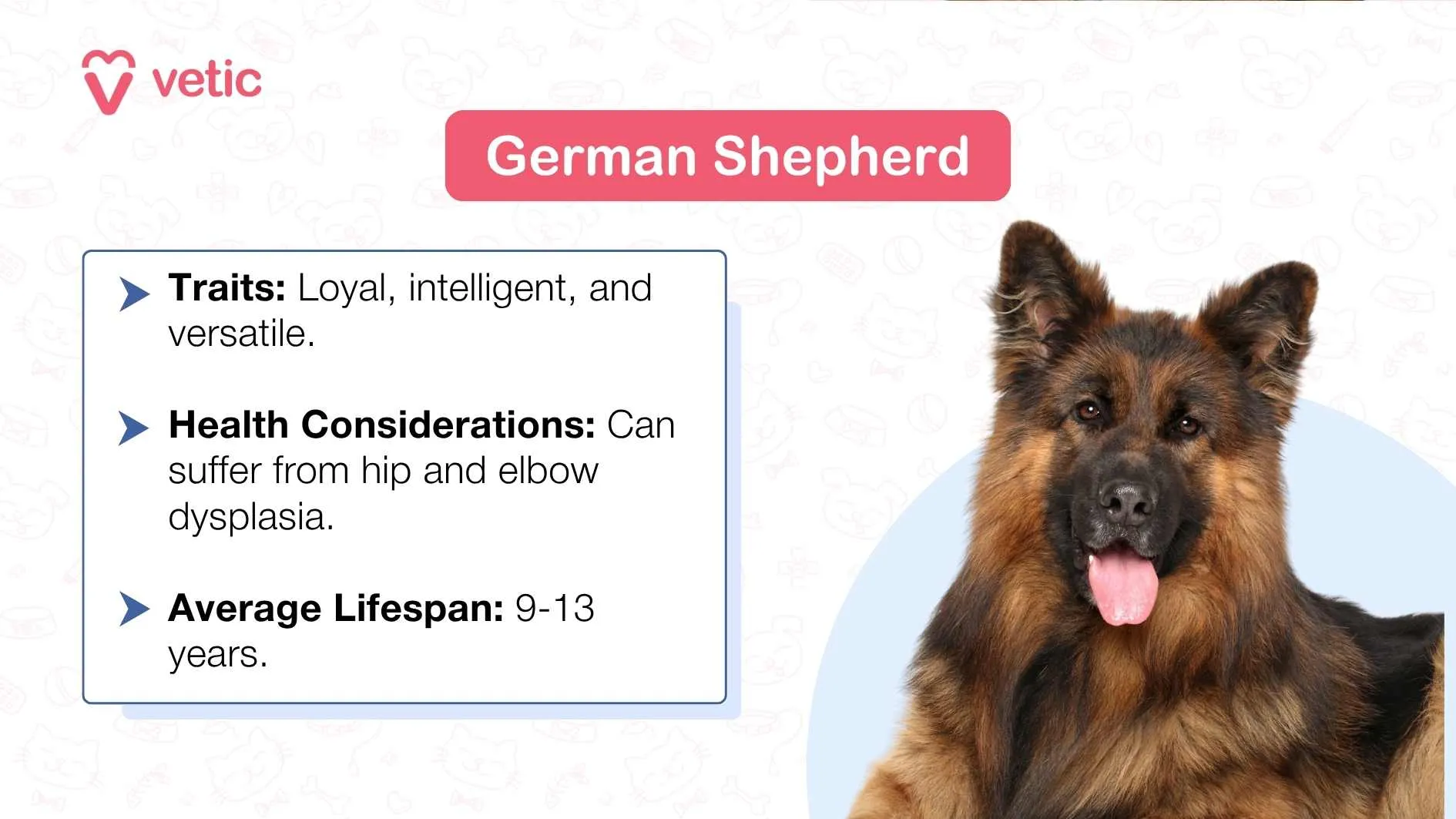 A young German Shepherd lying down with its head raised.