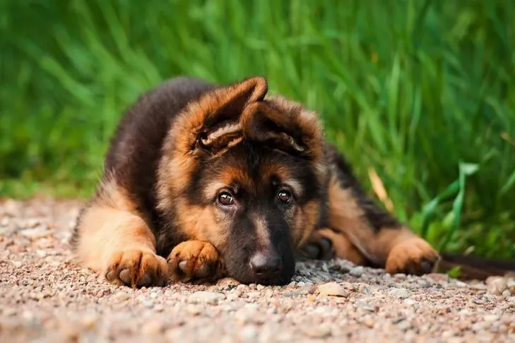 A young German Shepherd puppy looks intently at its owner during a training session.