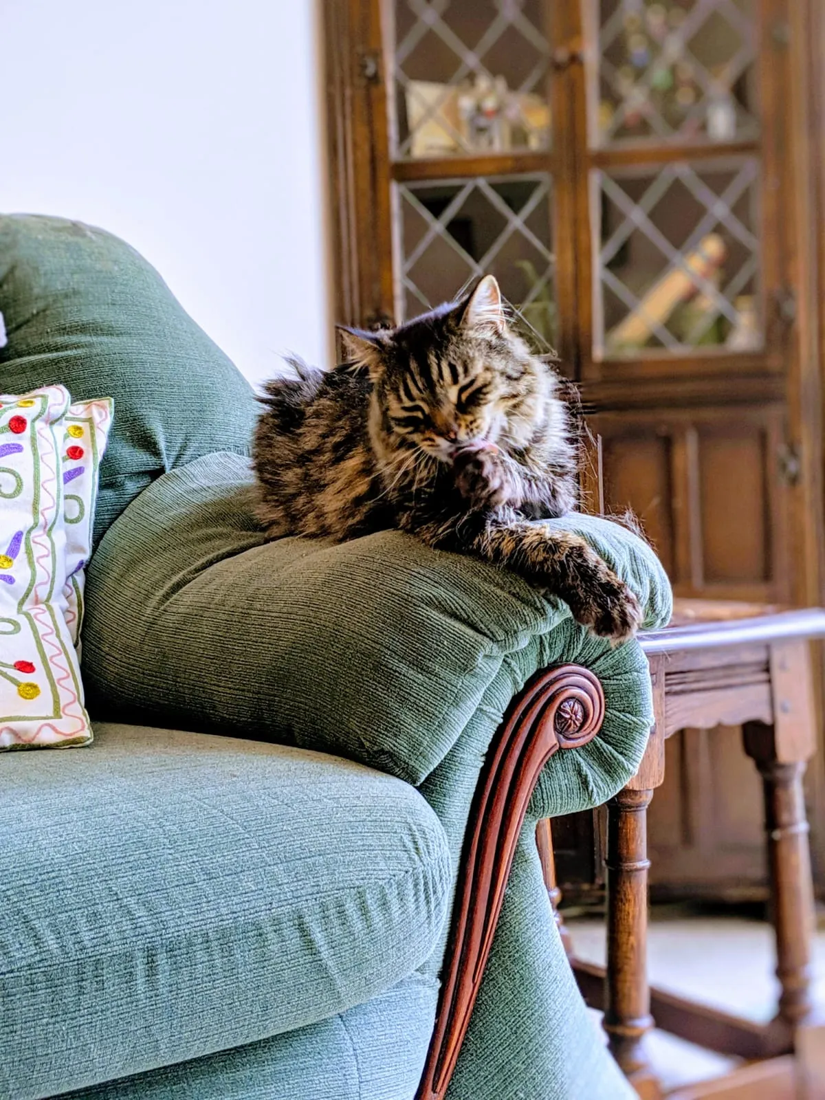 Active senior cat named Maisy
