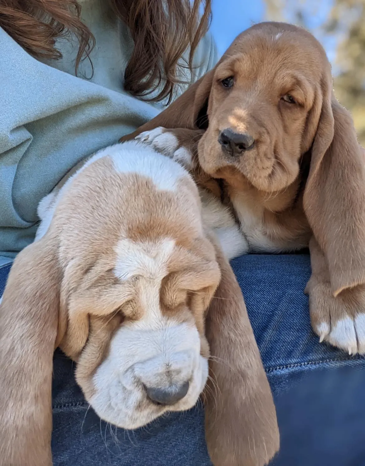 Adorable basset hound puppy close-up